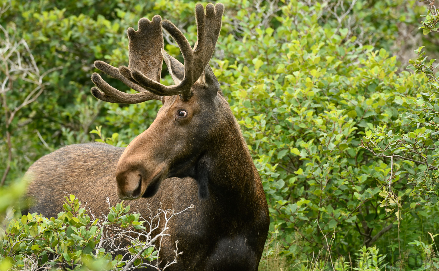 Alces alces americana [380 mm, 1/400 Sek. bei f / 8.0, ISO 1600]